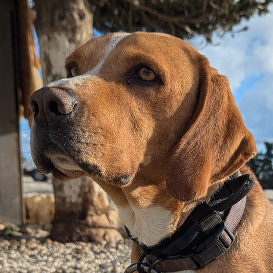 Roger (Red for Claire)