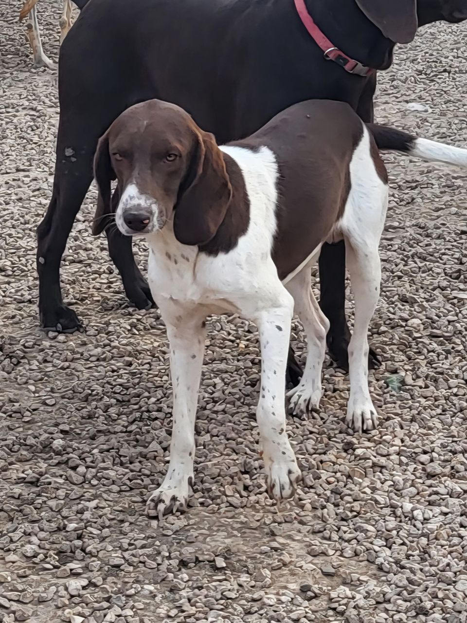 Matisse (Скутер)