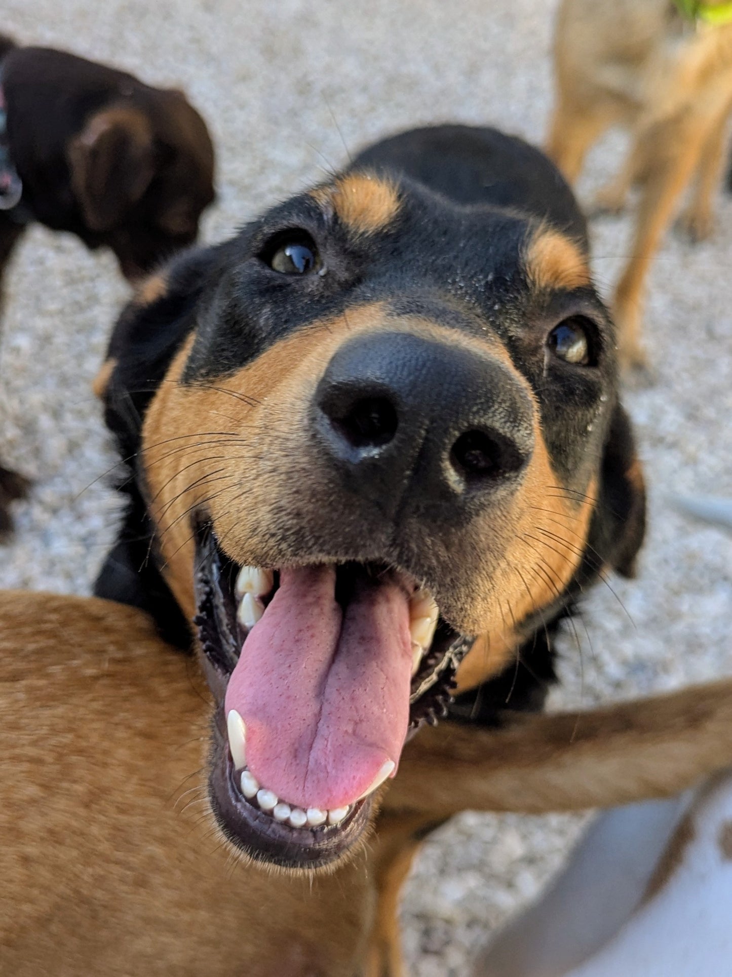 Cinnabon (Булочка)