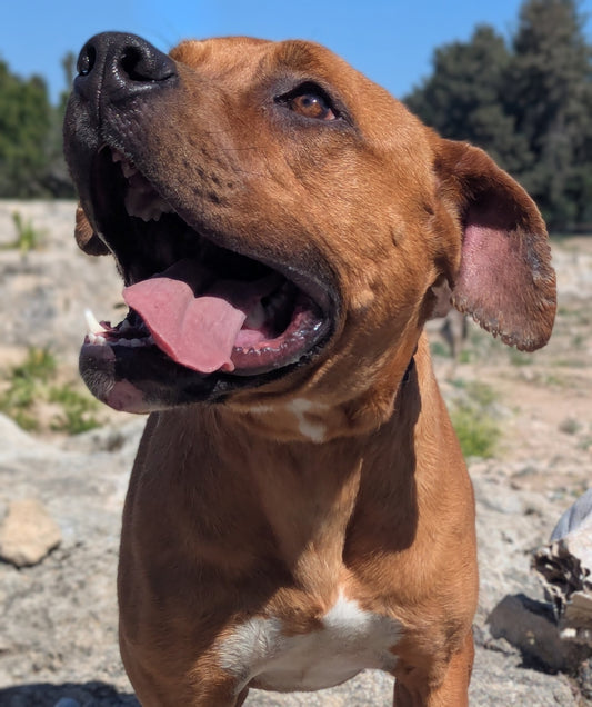 Carmen