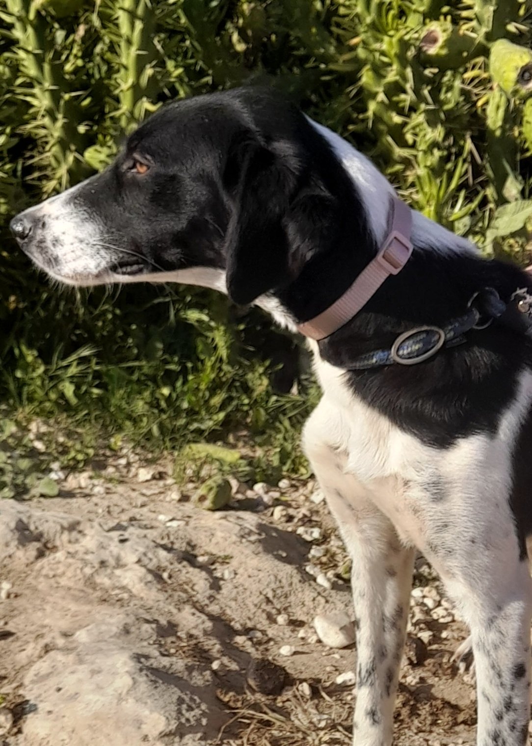 Rosie