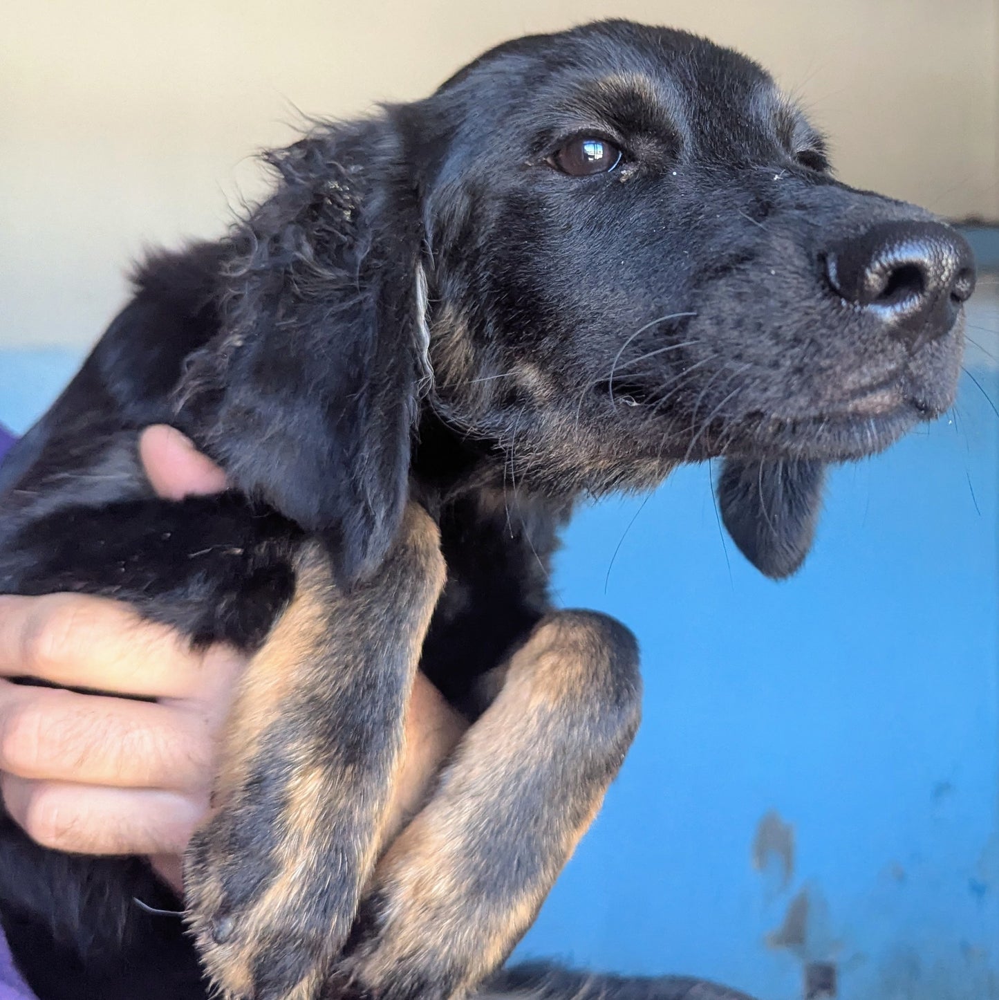 Coco