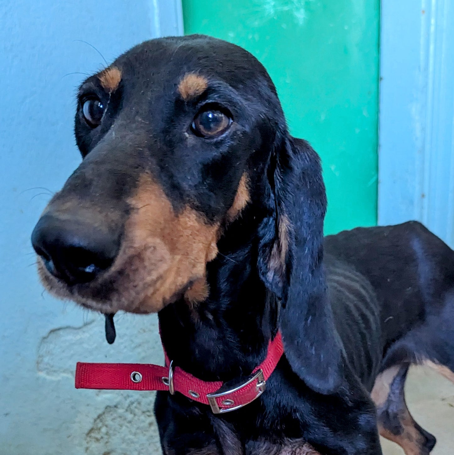 Lapka (Лапка) Luna