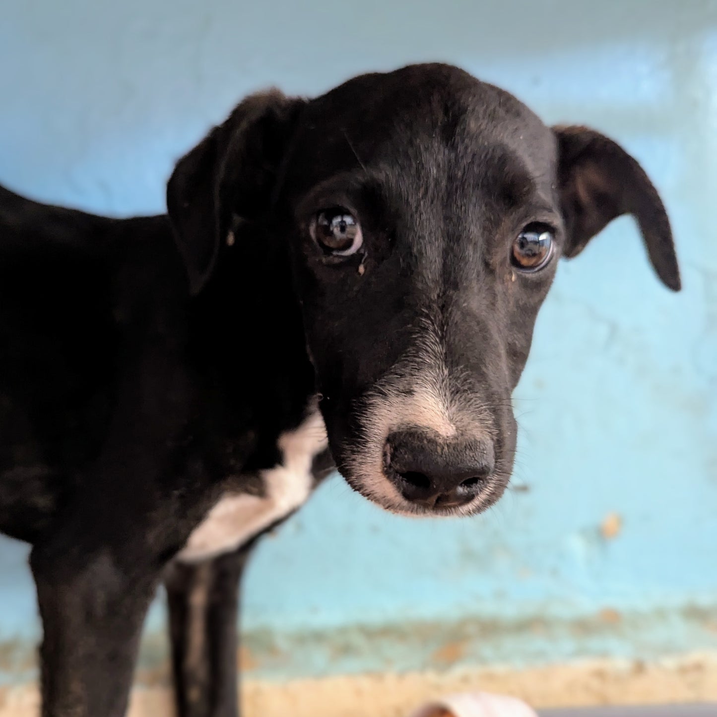 Knopka (Кнопка)