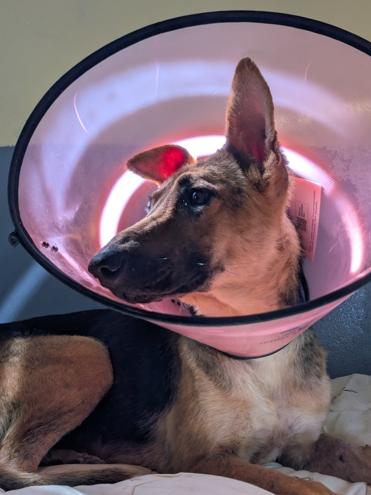Polina