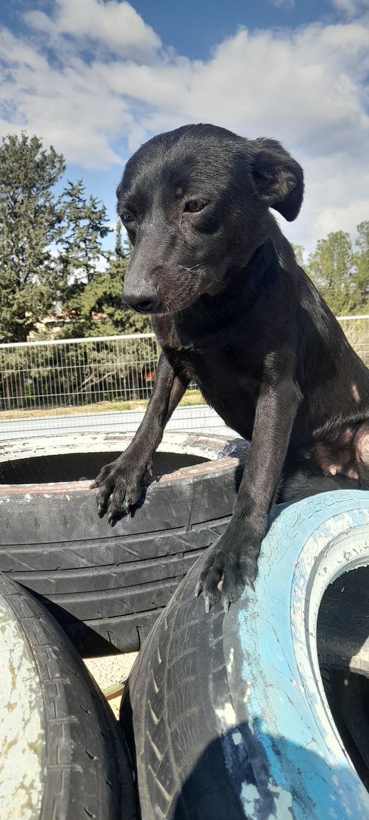 Gigi