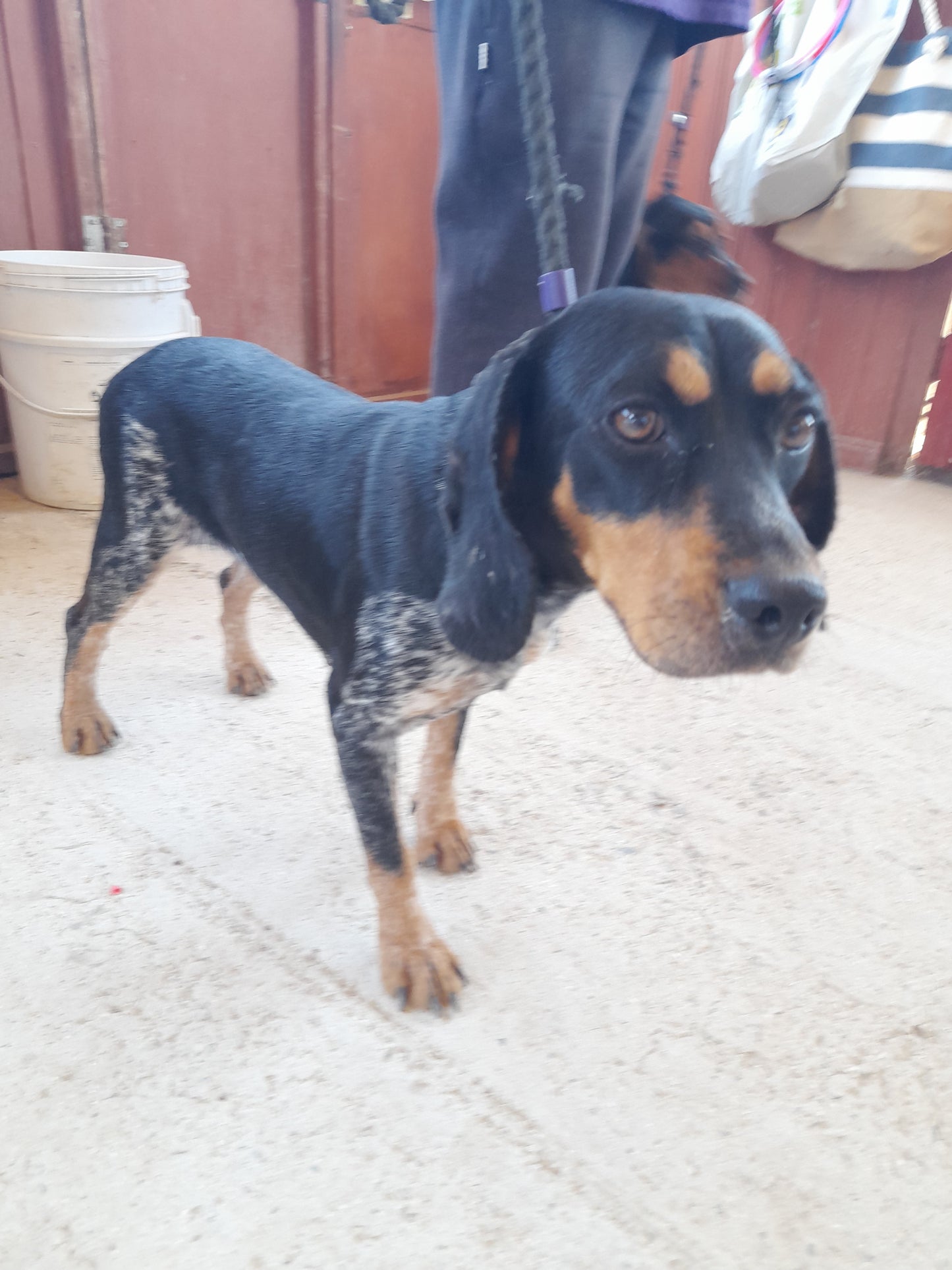 Cecilia (Carmel)