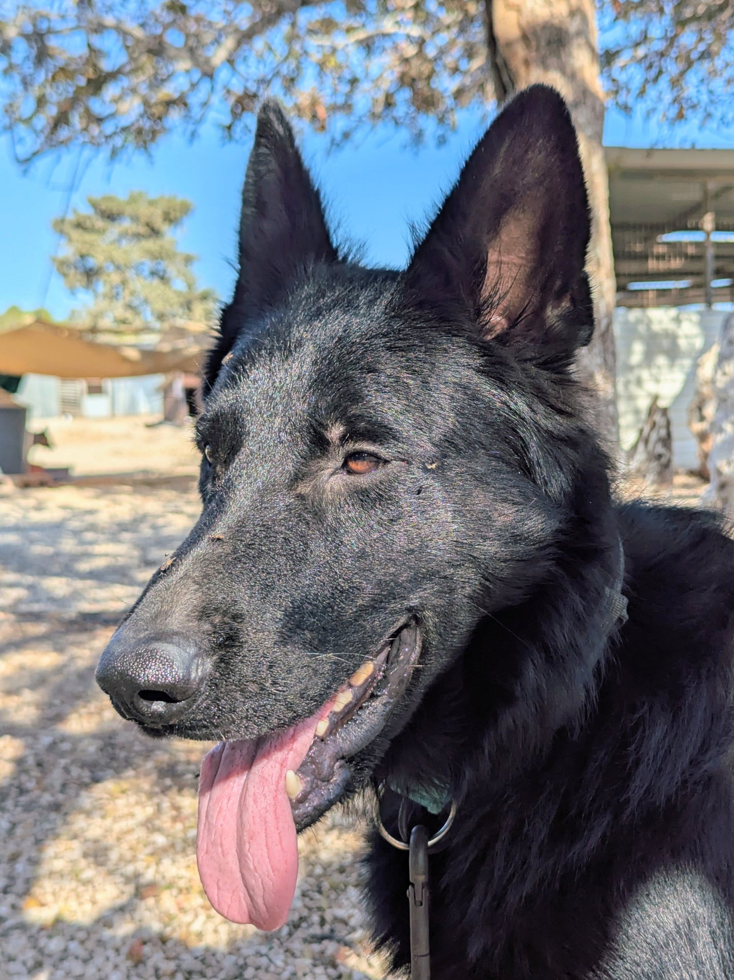 Darth Vader (Steven)