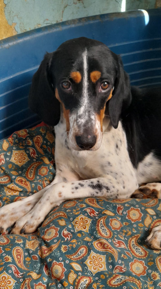 Massimo (originally Holy)