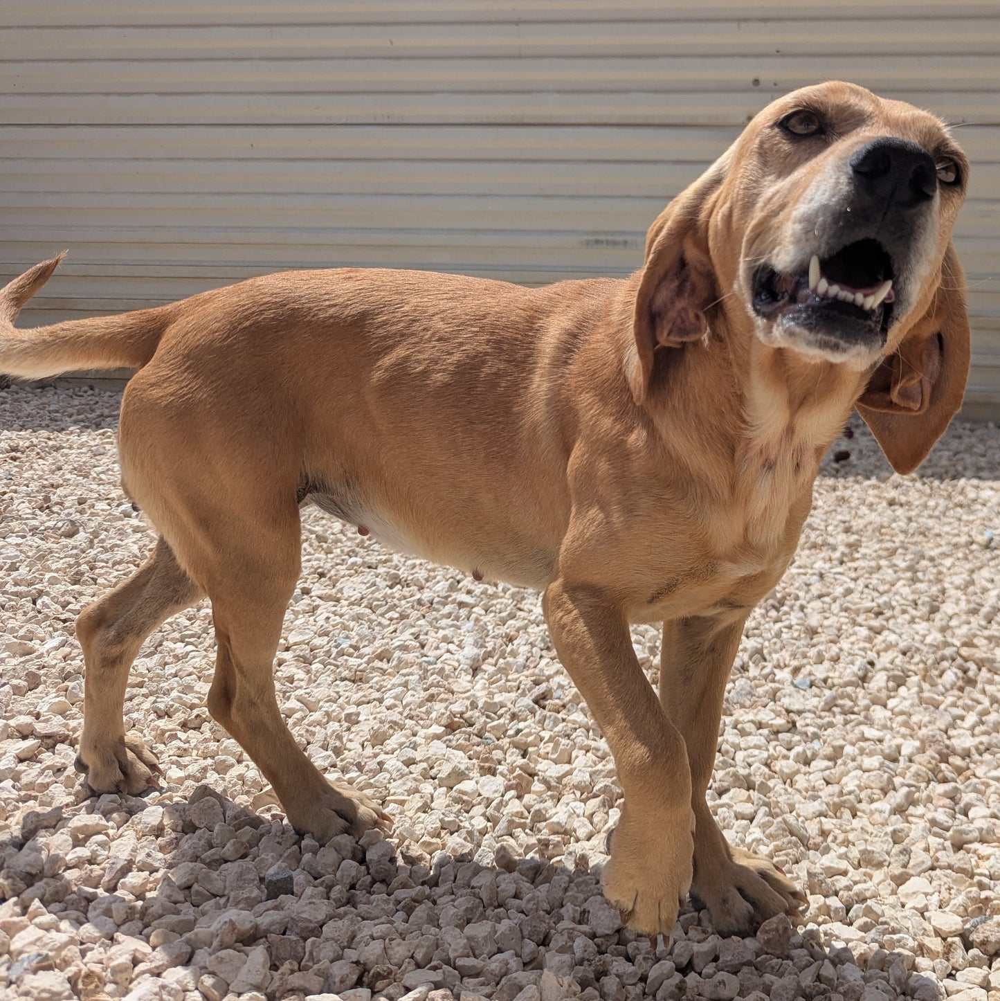Kima (Adele, Mango)