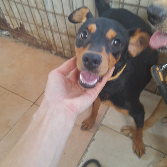 Alejandro (Nicos for Russians)