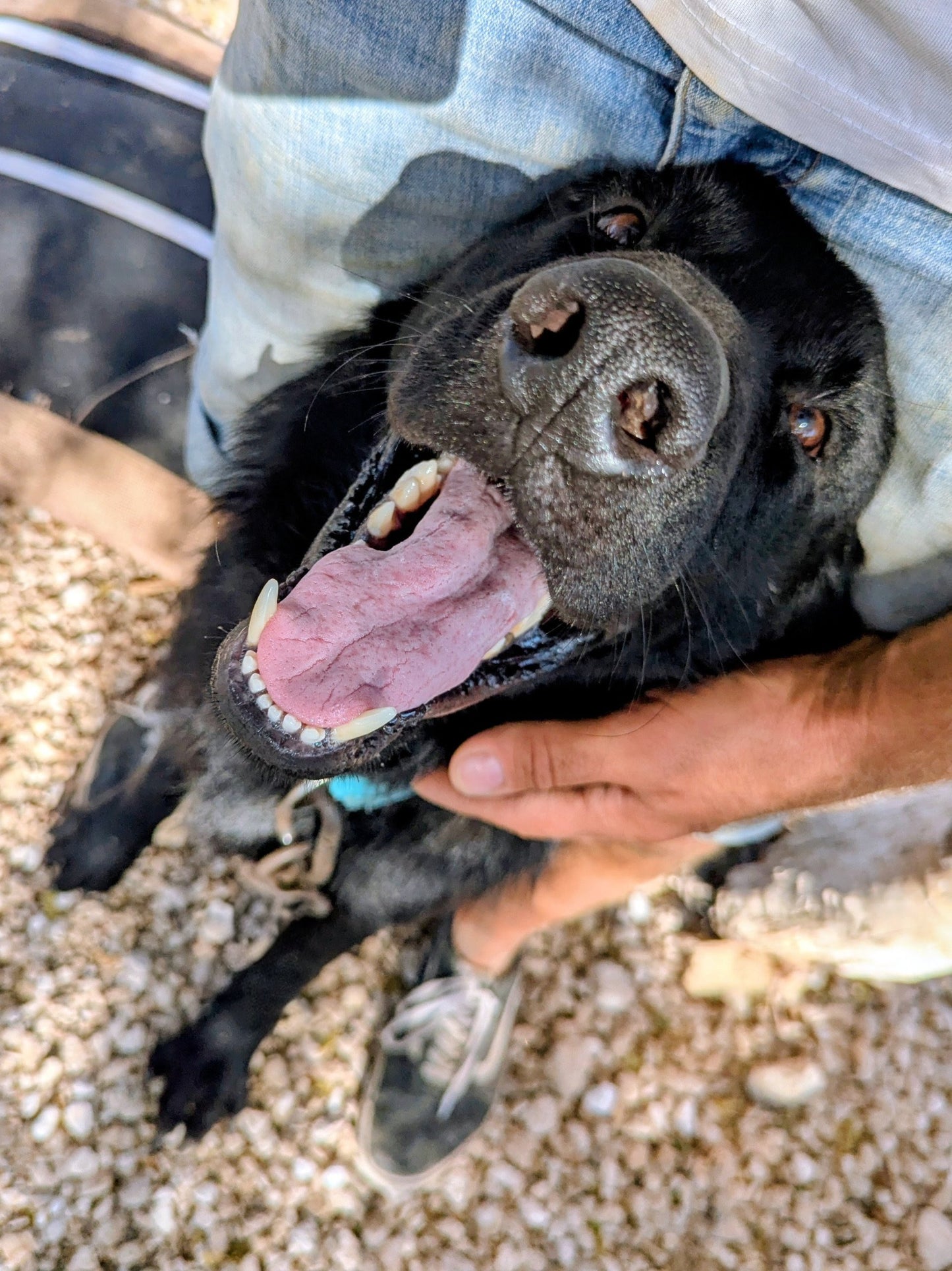 Darth Vader (Steven)