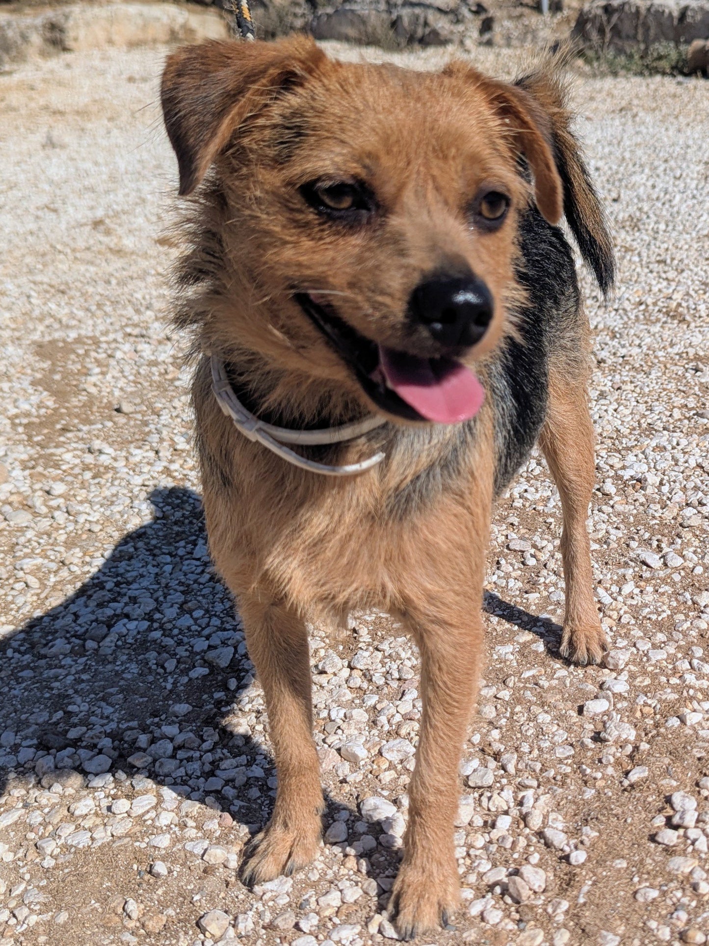 Oreo (originally Max)