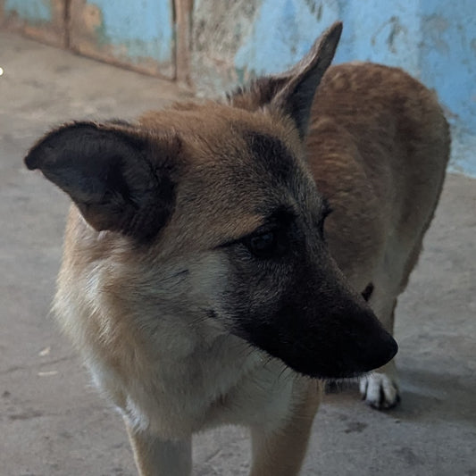 Mommy (Stella) (Sandy)