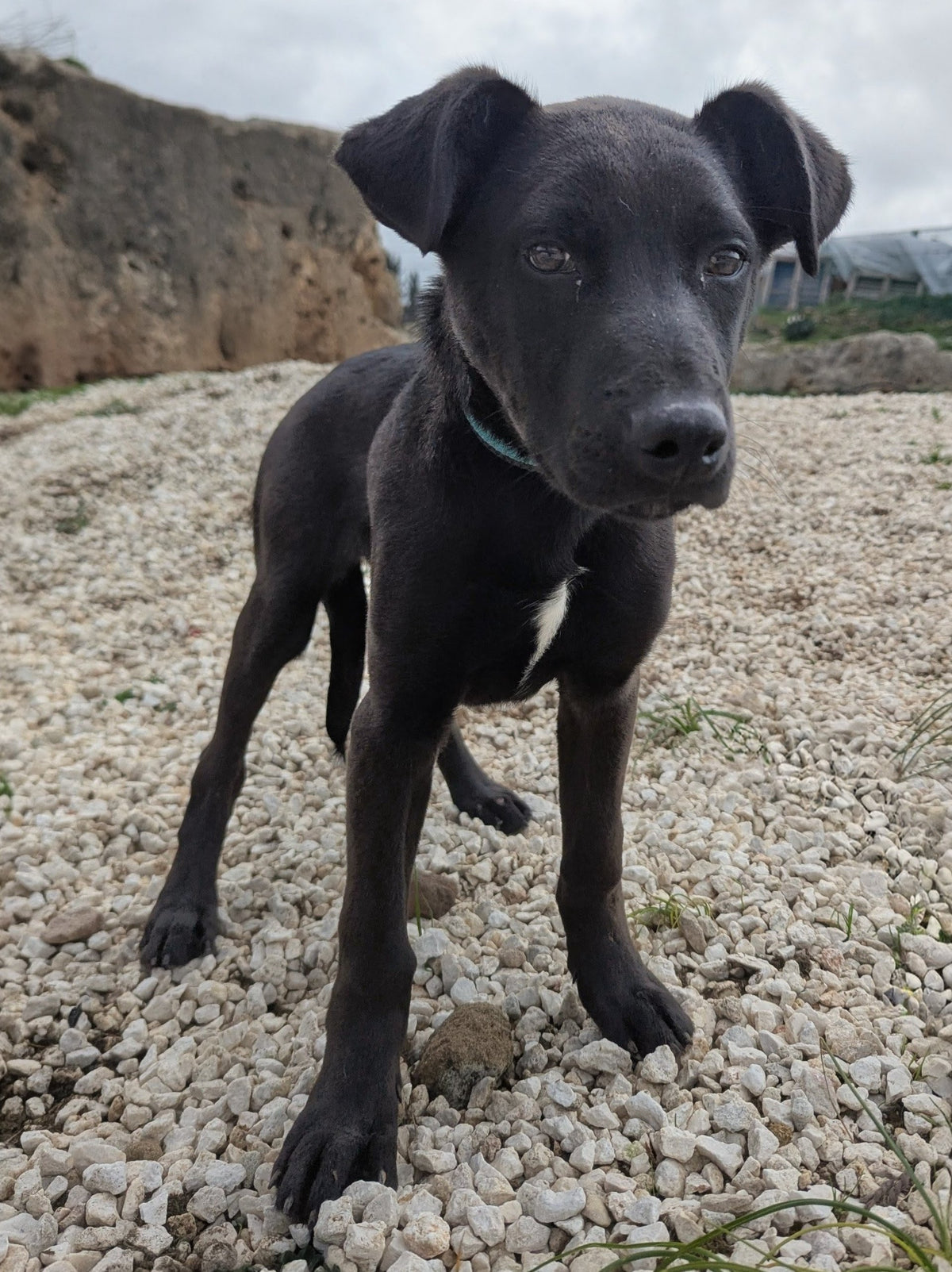 Morgan