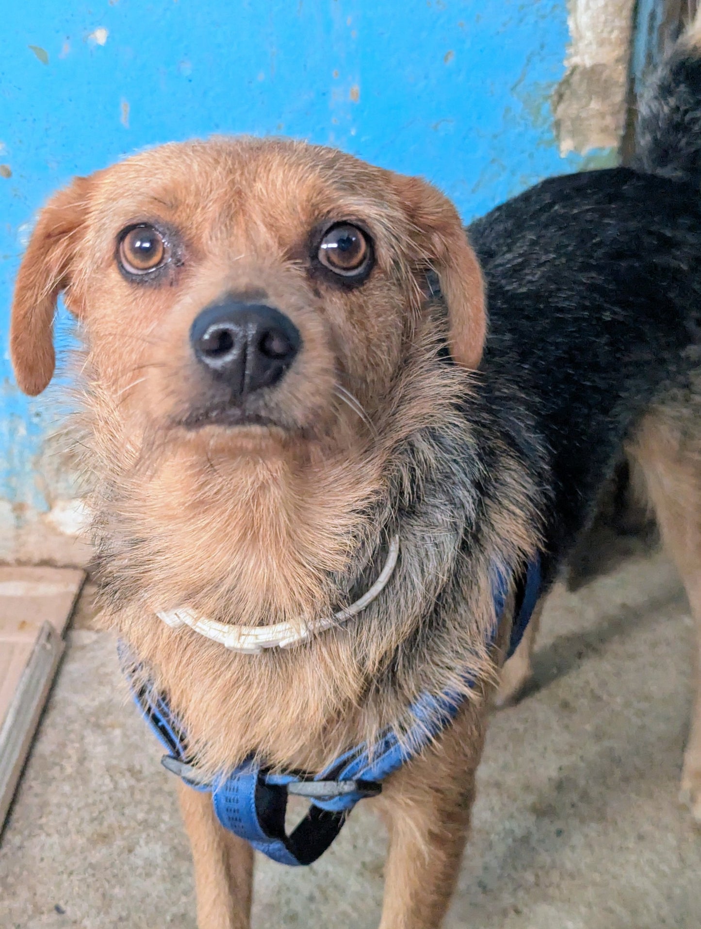 Oreo (originally Max)