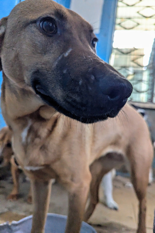 Roxy