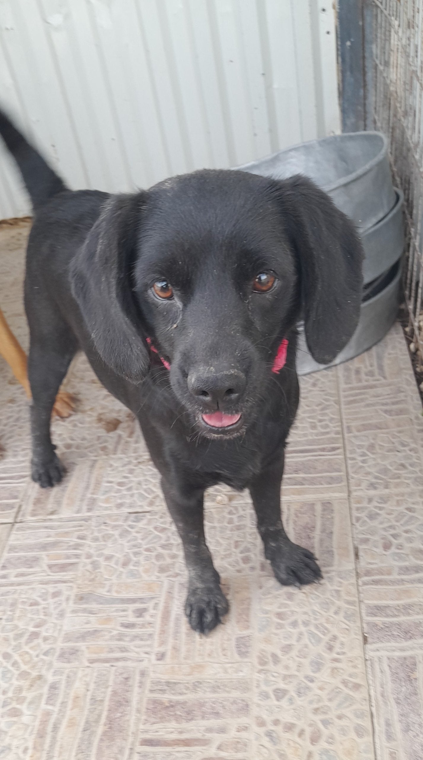 Esmeralda (Bonnie)