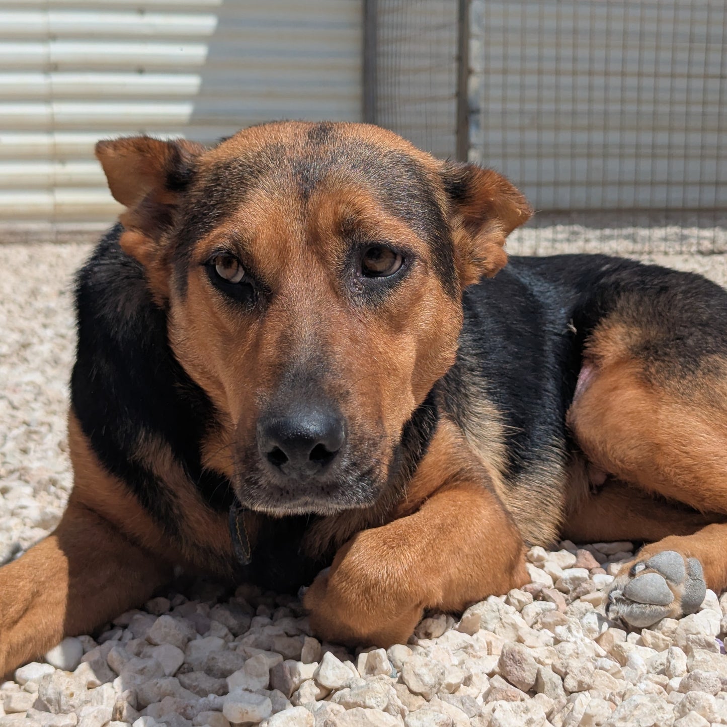 Sarah (Roxy by Claire)