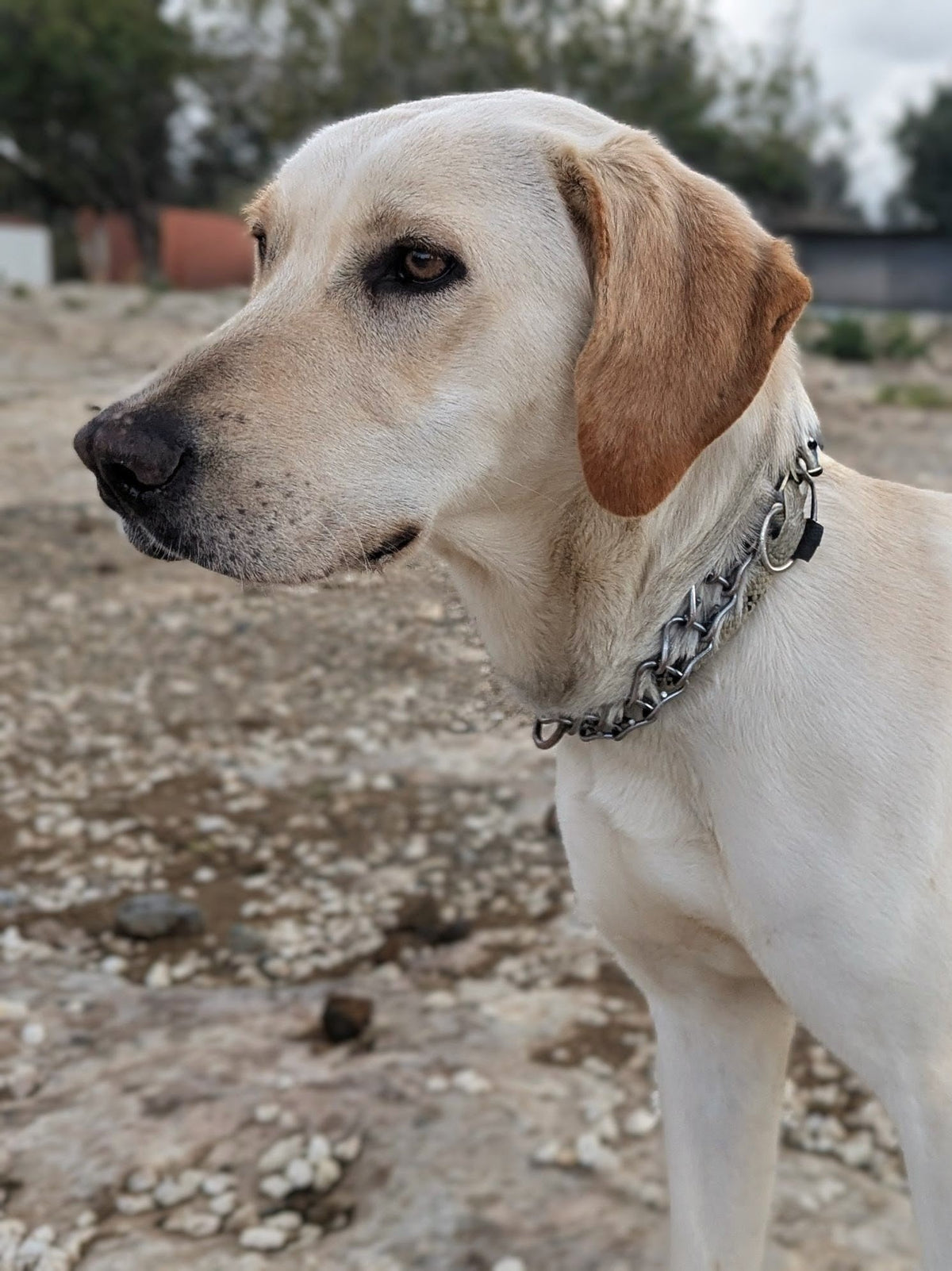 Celesta (Sophie)