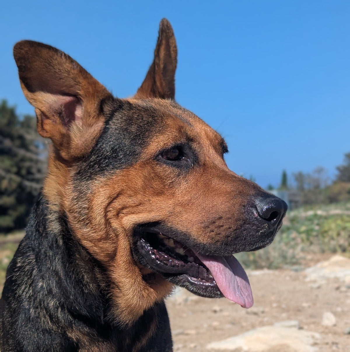 Sierra