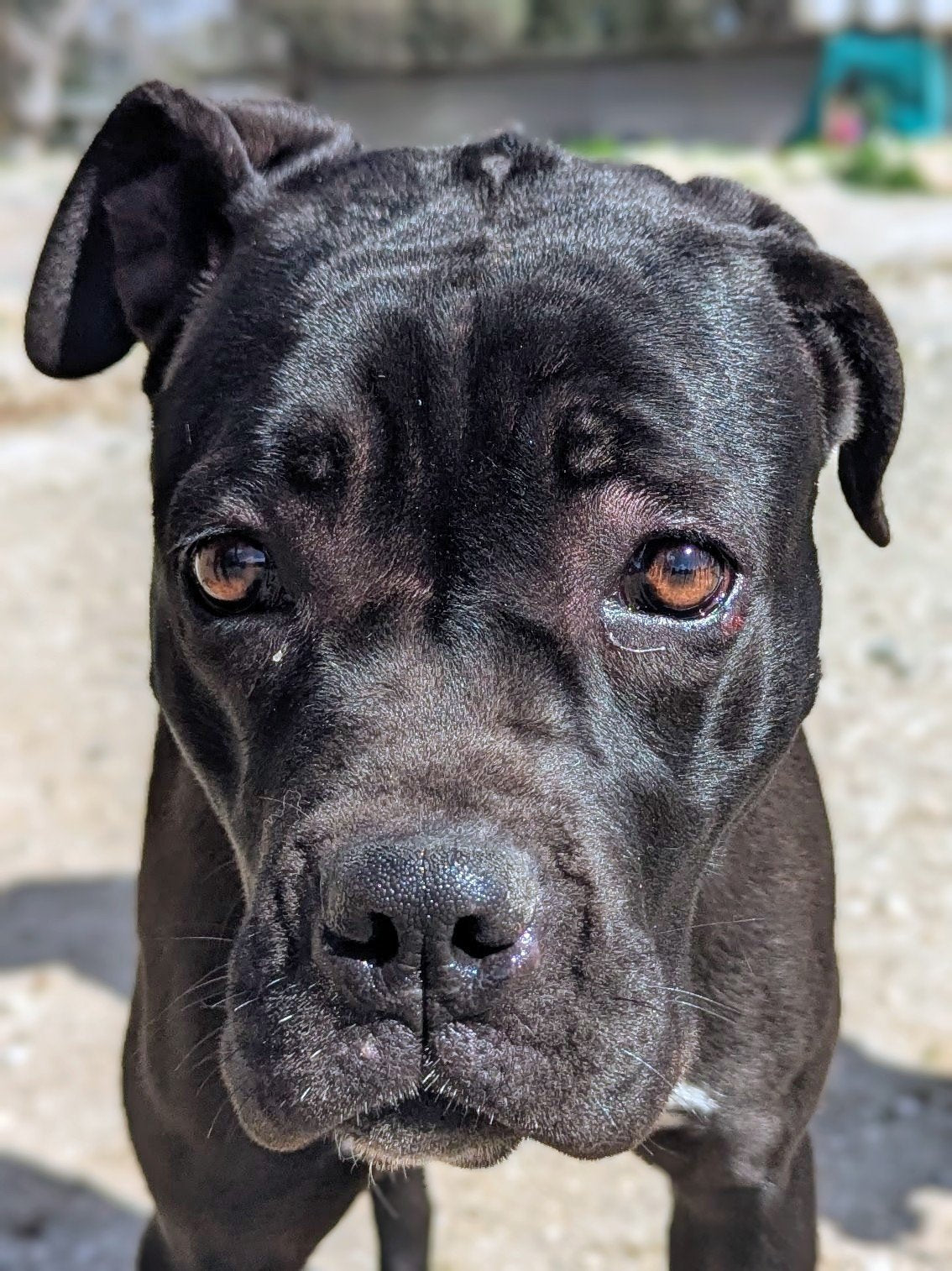 Juno (Юнона)