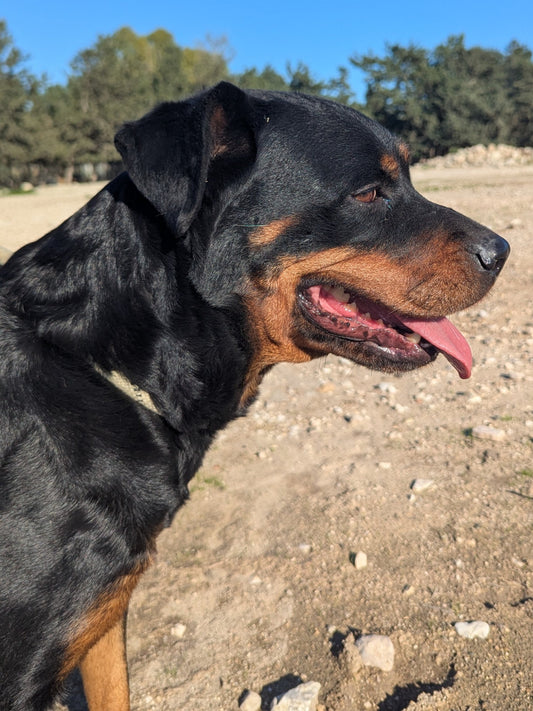 Roxy