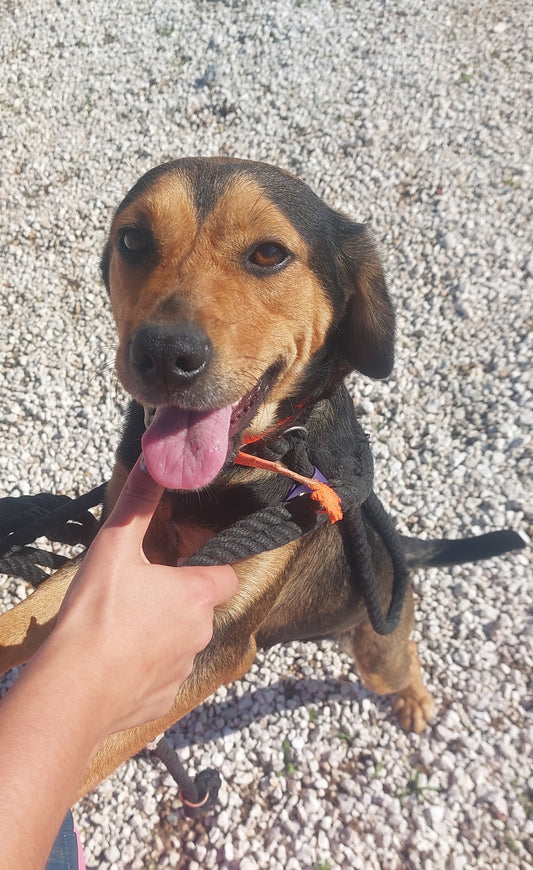 Emmi