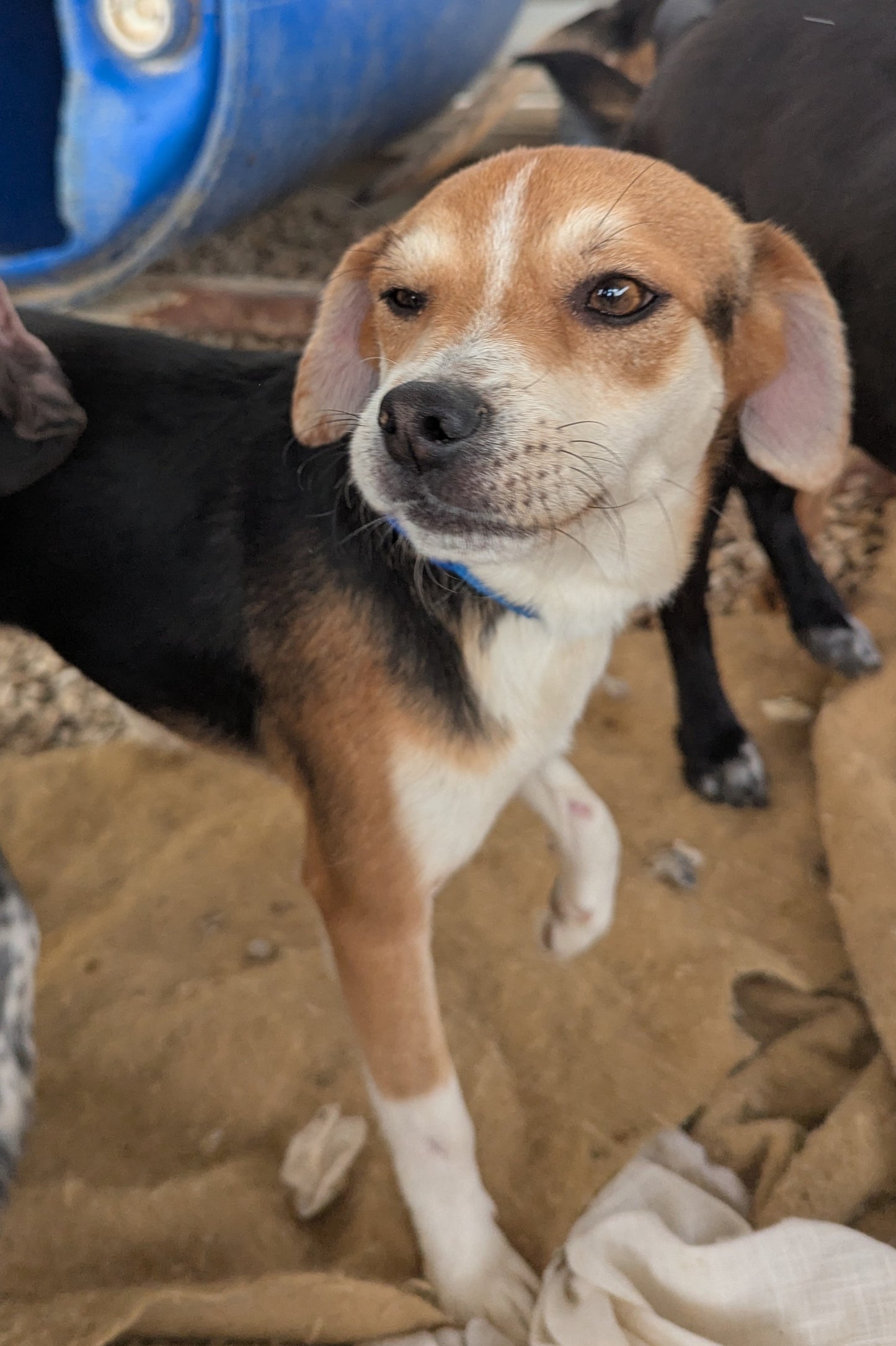 Nikis (Cosby for Janice)