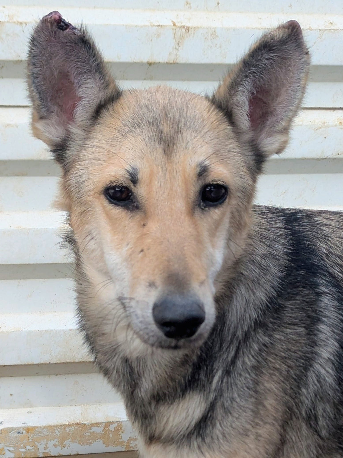 Fuji (originally Woolfie)